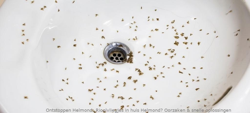 Rioolvliegjes in huis Helmond? Oorzaken & snelle oplossingen